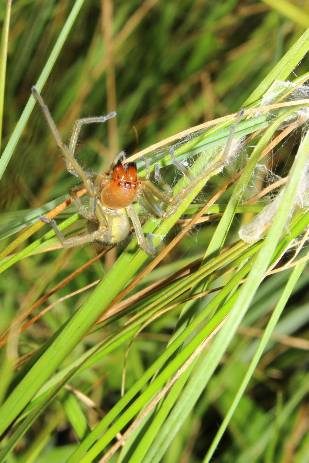 Cheiracanthium punctorium - Monte Beigua, Prariondo (GE)